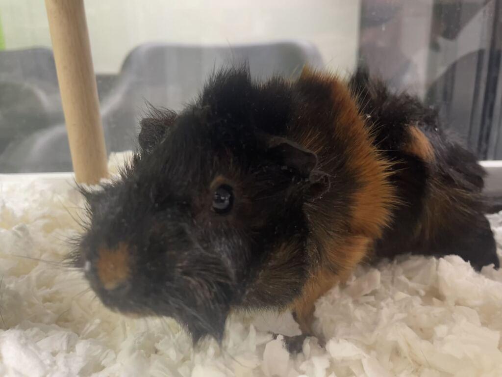 Enlarge Chip, a ADOPTABLE Guinea Pig in Jackson, MI image 2/3