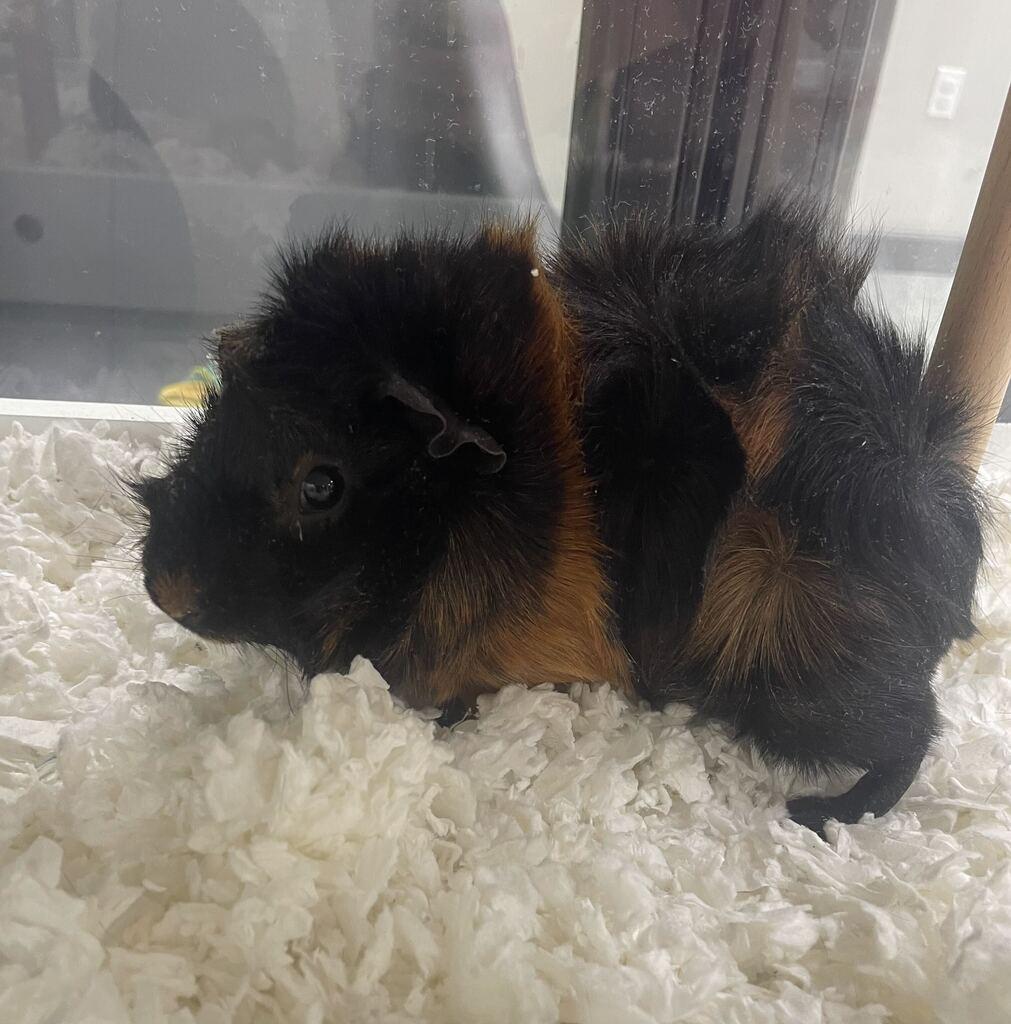 Enlarge Chip, a ADOPTABLE Guinea Pig in Jackson, MI image 3/3