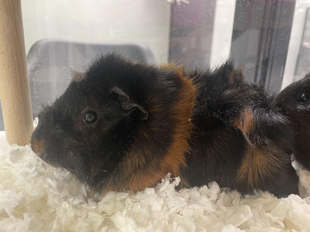 Chip, ADOPTABLE, Baby Female Guinea Pig.