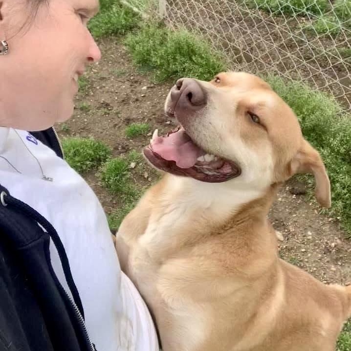 Enlarge Damon, a Adoptable Mixed Breed in Southaven , MS image 4/6