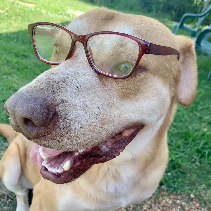 Damon, Adoptable, Senior Male Mixed Breed.