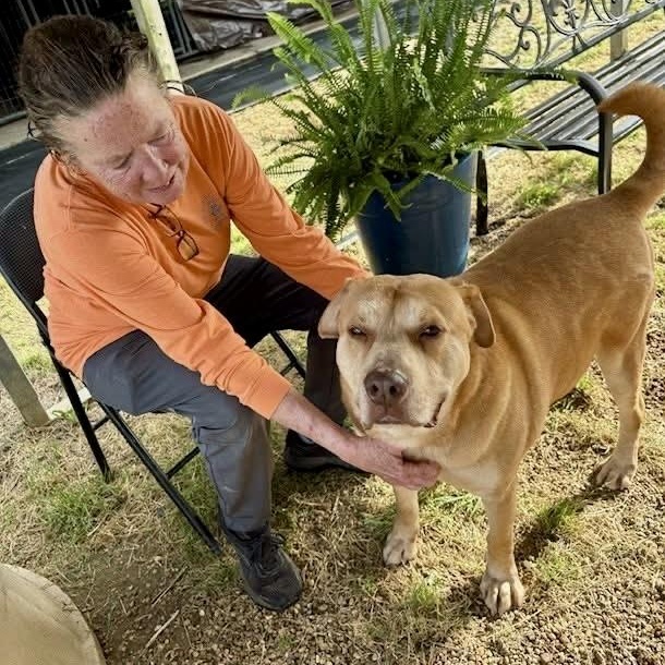 Enlarge Damon, a Adoptable Mixed Breed in Southaven , MS image 6/6