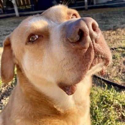 Enlarge Damon, a Adoptable Mixed Breed in Southaven , MS image 5/6