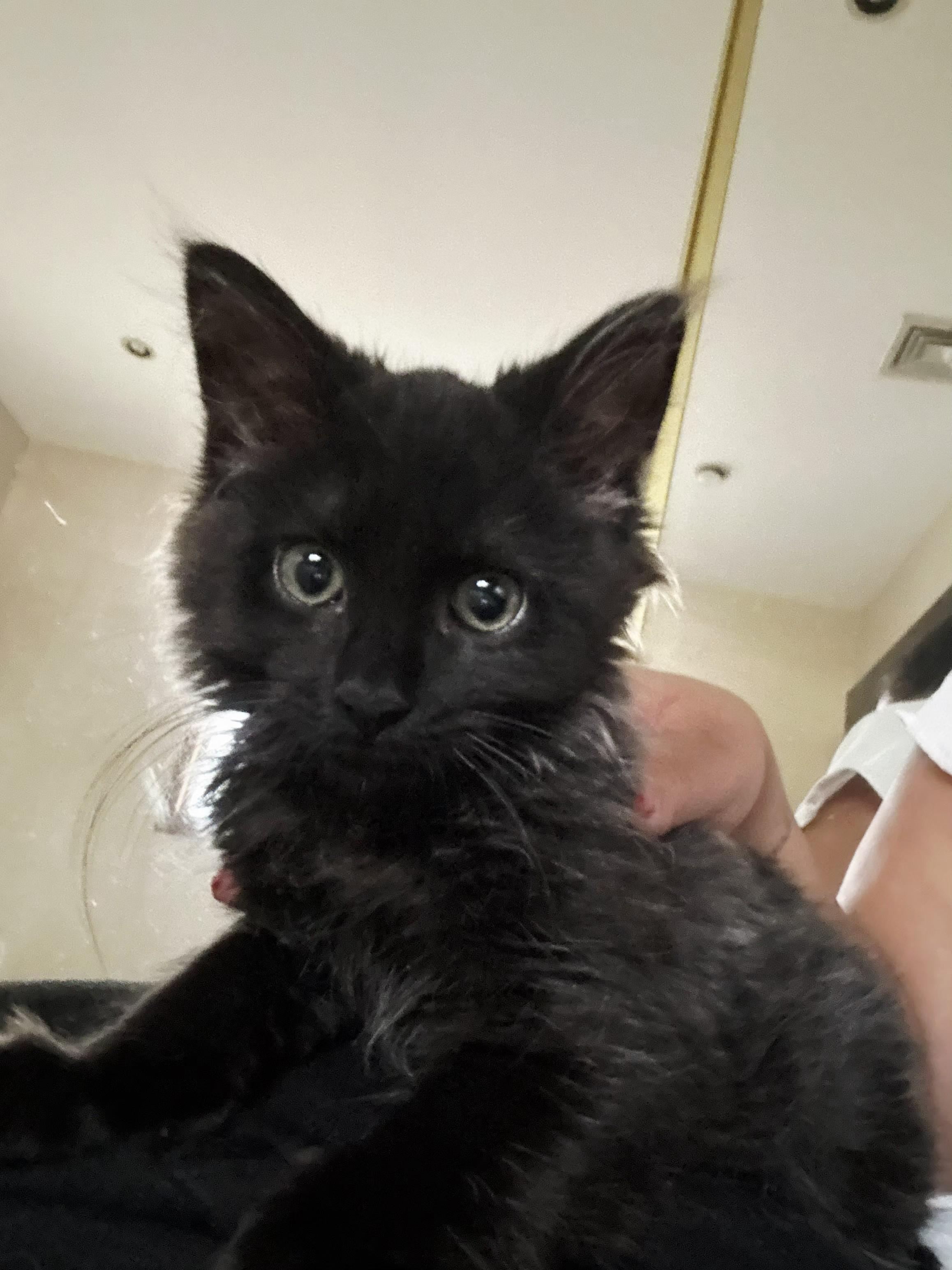 Stormy, adopted, Kitten Female Domestic Medium Hair.