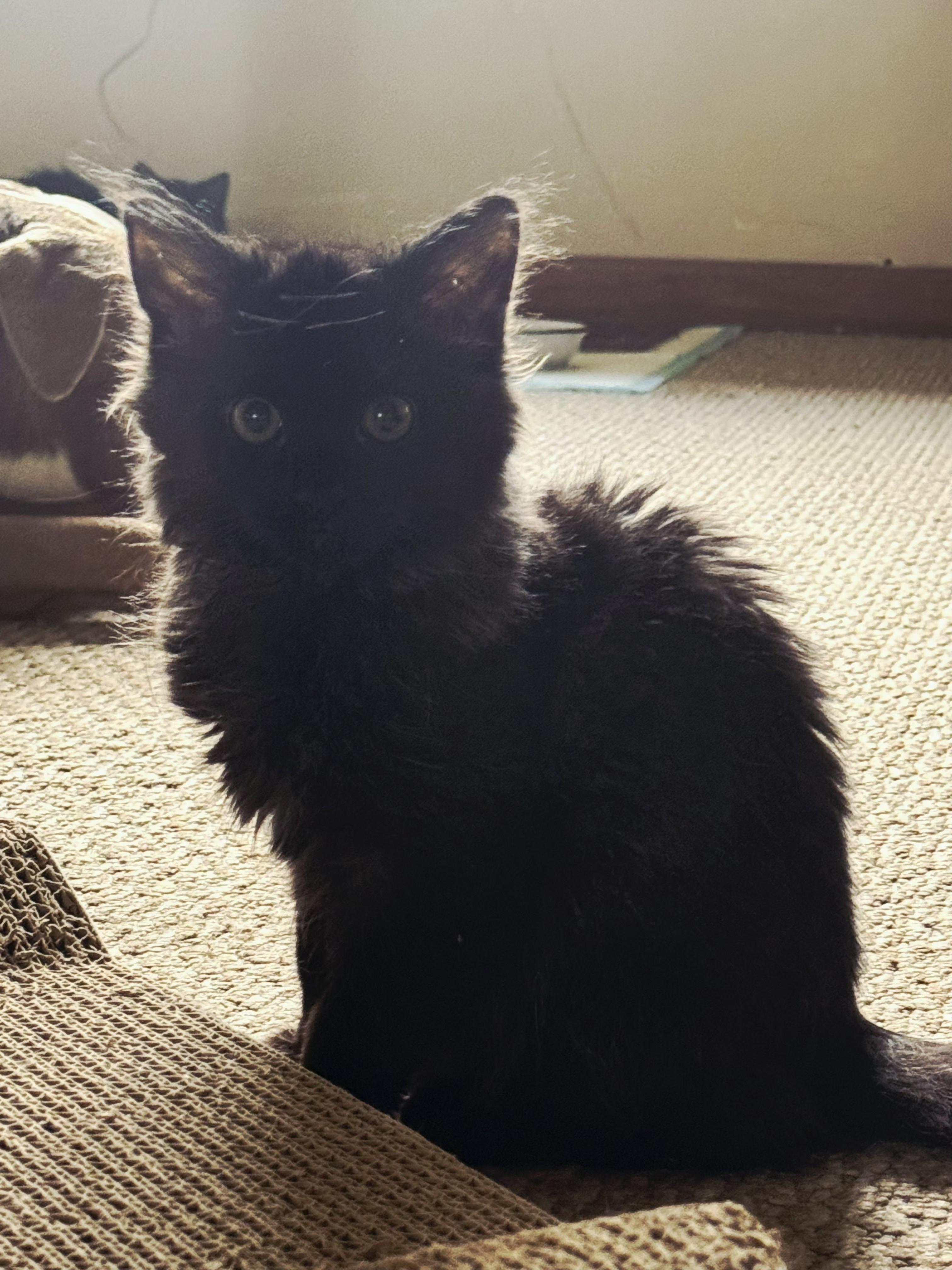 Enlarge Stormy, an adopted Domestic Medium Hair in Perth Amboy, NJ image 3/3