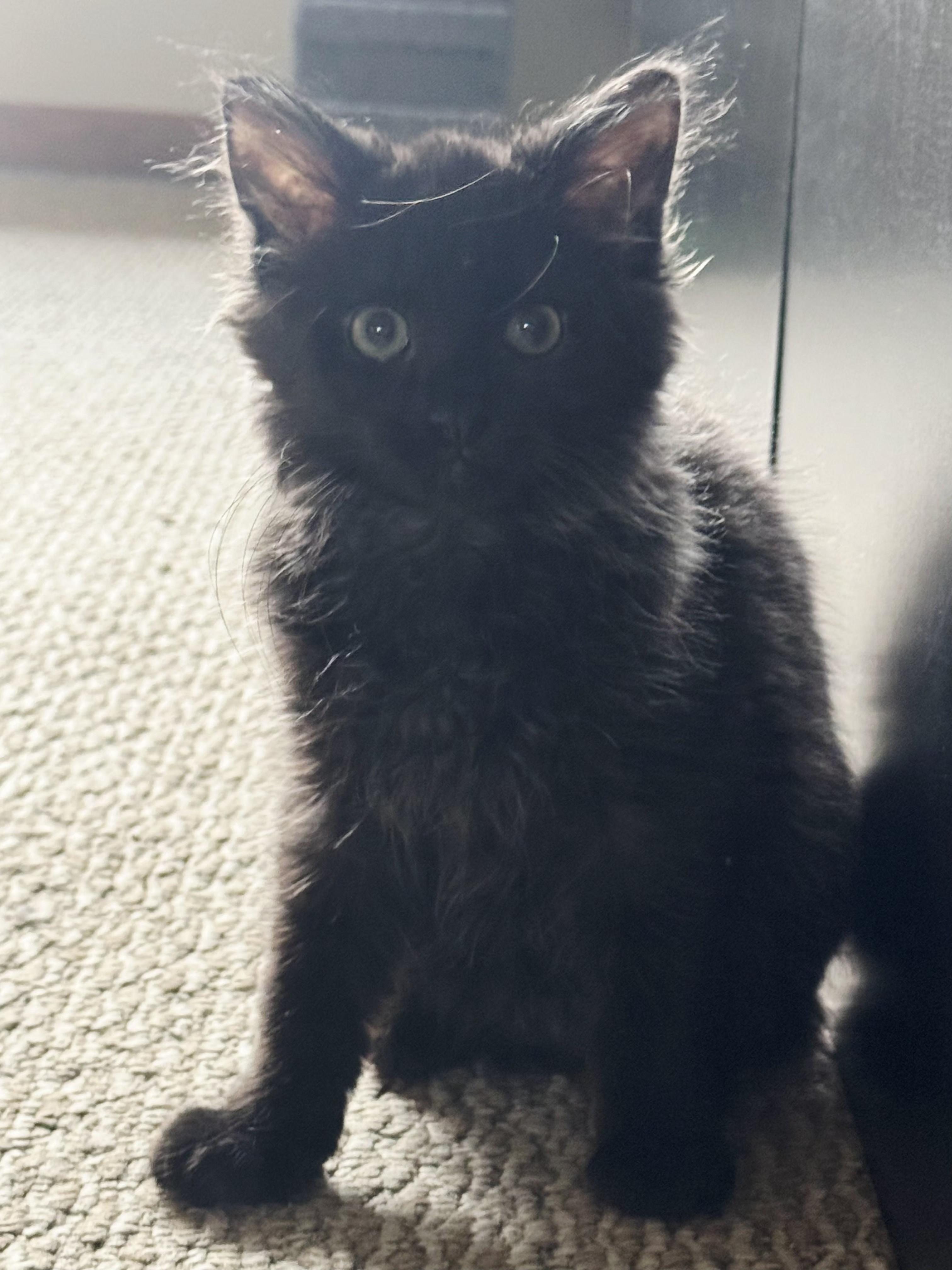 Enlarge Stormy, an adopted Domestic Medium Hair in Perth Amboy, NJ image 2/3