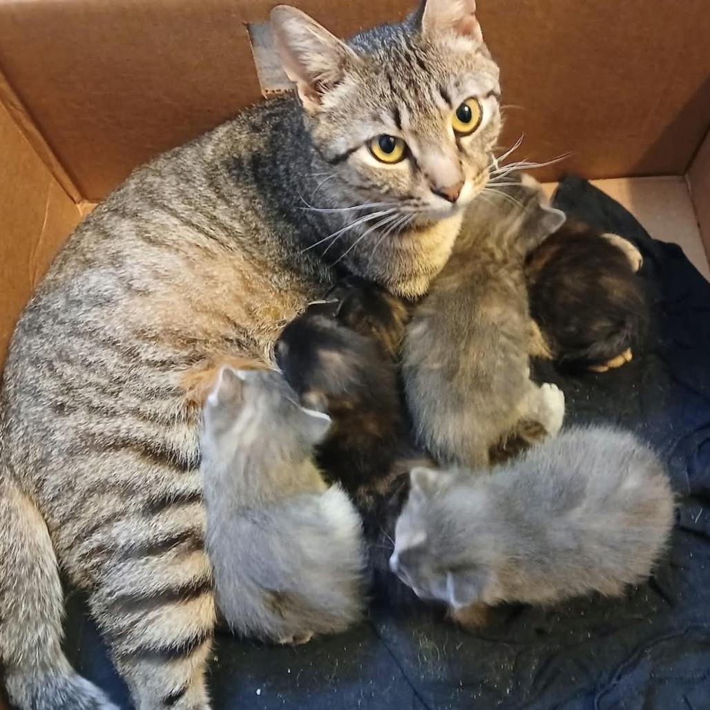 Angel Lynn Haven-AR, Adoptable, Adult Female American Shorthair.