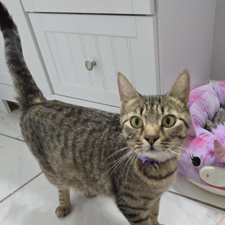 Angel Lynn Haven-AR, a Adoptable American Shorthair in Tallahassee, FL image 3/6