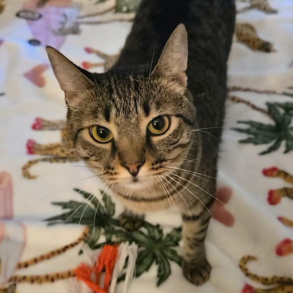 Angel Lynn Haven-AR, a Adoptable Domestic Short Hair in Tallahassee, FL image 1/6
