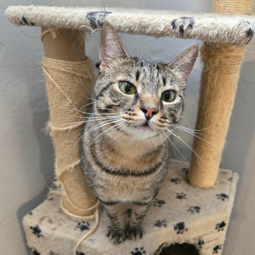 Enlarge Angel Lynn Haven-AR, a Adoptable American Shorthair in Tallahassee, FL image 1/6