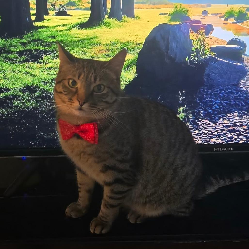 Enlarge Angel Lynn Haven-AR, a Adoptable American Shorthair in Tallahassee, FL image 1/6