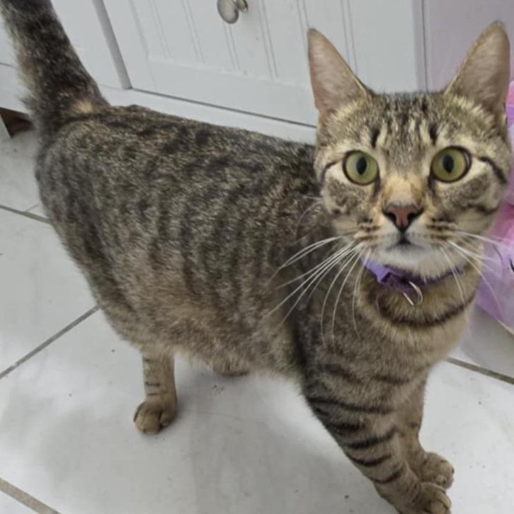 Angel Lynn Haven-AR, a Adoptable American Shorthair in Tallahassee, FL image 4/6