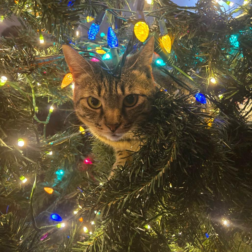 Angel Lynn Haven-AR, a Adoptable American Shorthair in Tallahassee, FL image 1/6