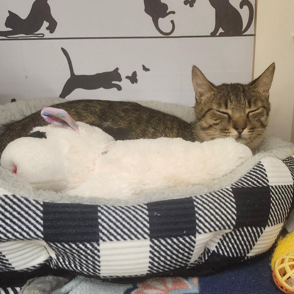 Angel Lynn Haven-AR, a Adoptable American Shorthair in Tallahassee, FL image 6/6