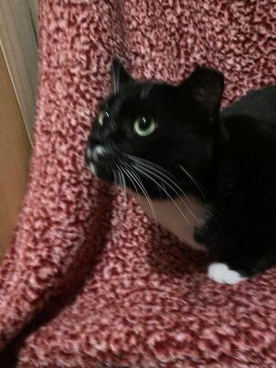 Enlarge Fergus (transport 10.7), a Adopted Domestic Short Hair in Camden, SC image 1/2