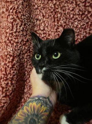 Enlarge Fergus (transport 10.7), a Adopted Domestic Short Hair in Camden, SC image 2/2