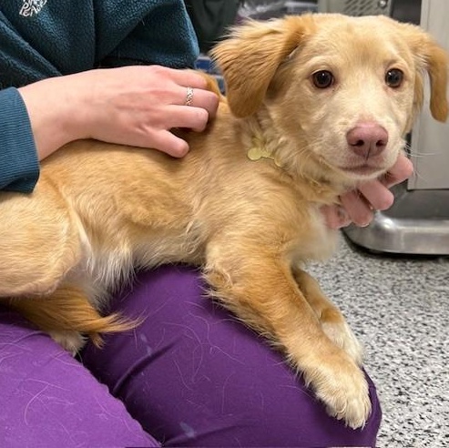 Enlarge Kuky, an adopted Mixed Breed in Allegan, MI image 1/1