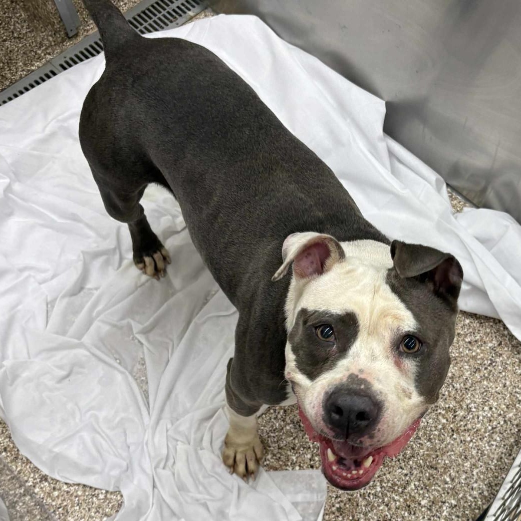 Daysha, Adult Female unknown