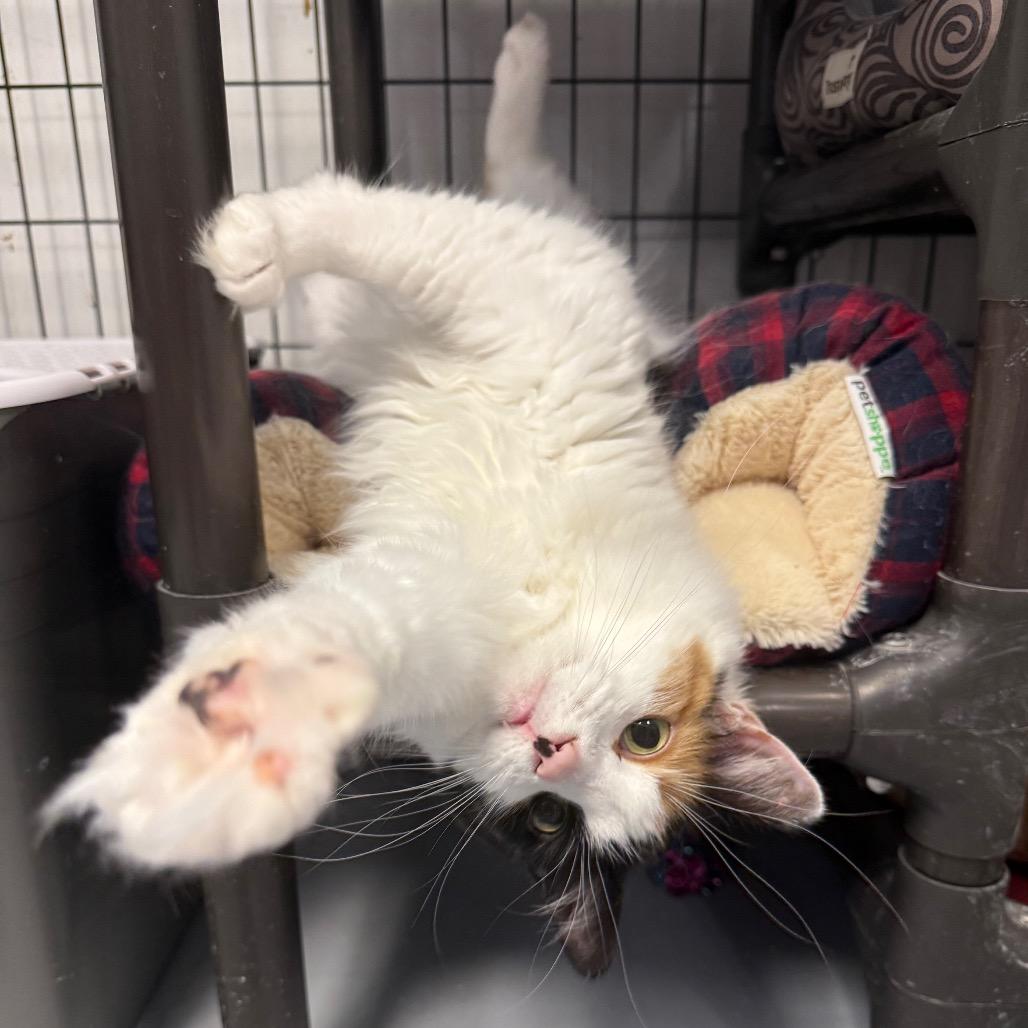 Enlarge Hope, a Adoptable Domestic Long Hair in Carroll, IA image 1/5