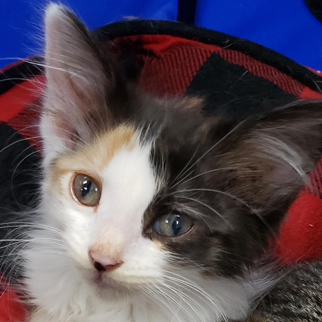 Enlarge Hope, a Adoptable Domestic Long Hair in Carroll, IA image 2/5