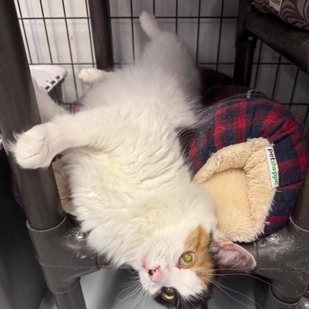 Enlarge Hope, a Adoptable Domestic Long Hair in Carroll, IA image 3/5