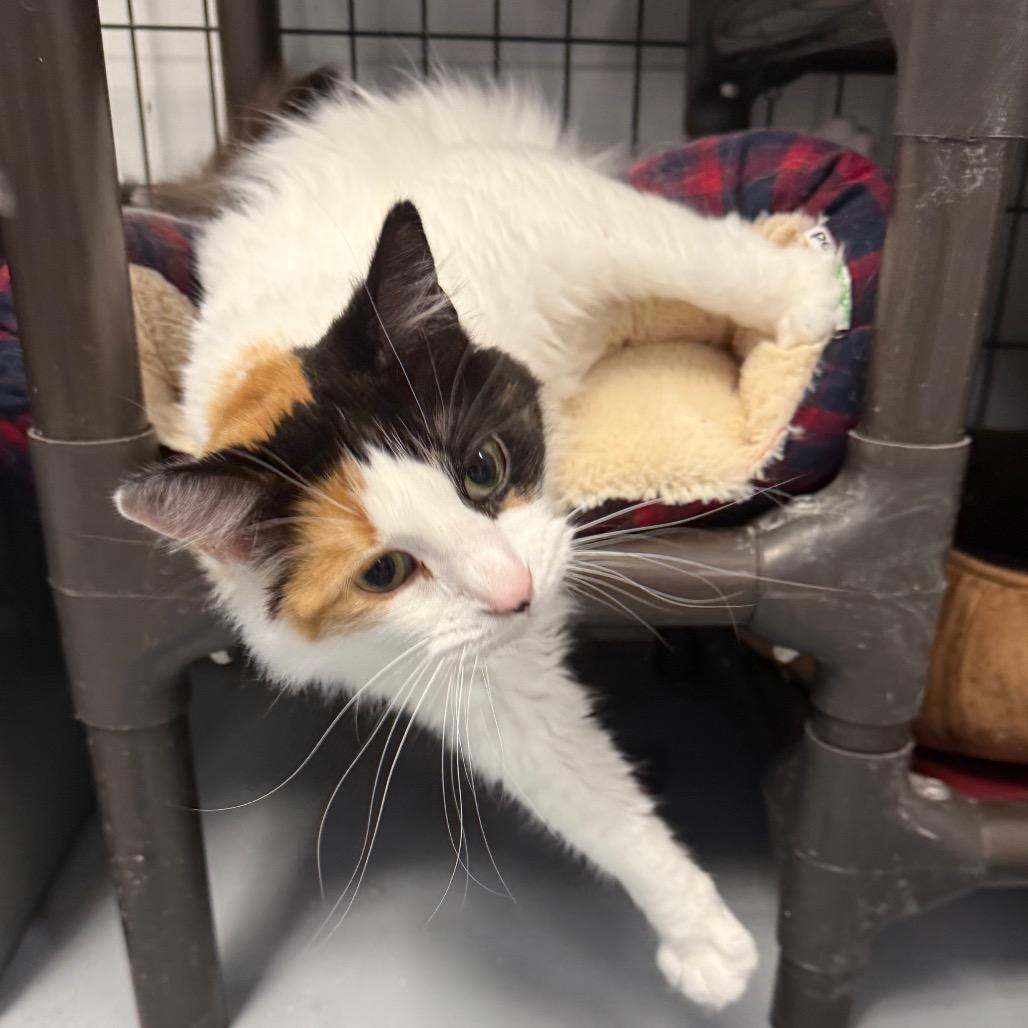 Enlarge Hope, a Adoptable Domestic Long Hair in Carroll, IA image 4/5