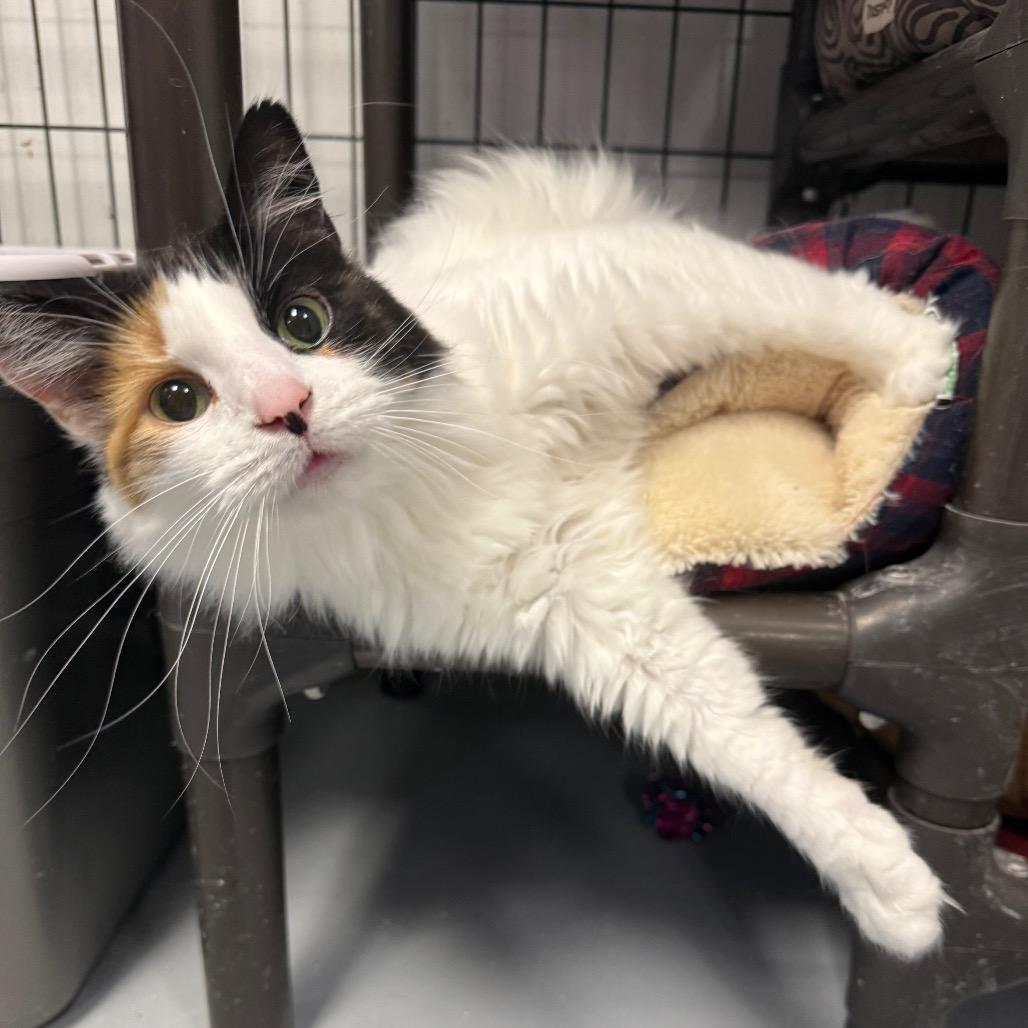 Enlarge Hope, a Adoptable Domestic Long Hair in Carroll, IA image 5/5