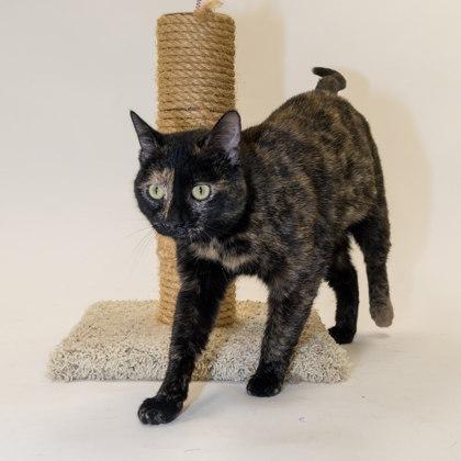 Enlarge Tonic, a ADOPTABLE Domestic Short Hair in Boyne City, MI image 1/2