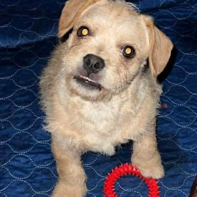 Enlarge Ronnie , a ADOPTABLE mixed breed in Yreka, CA image 3/5