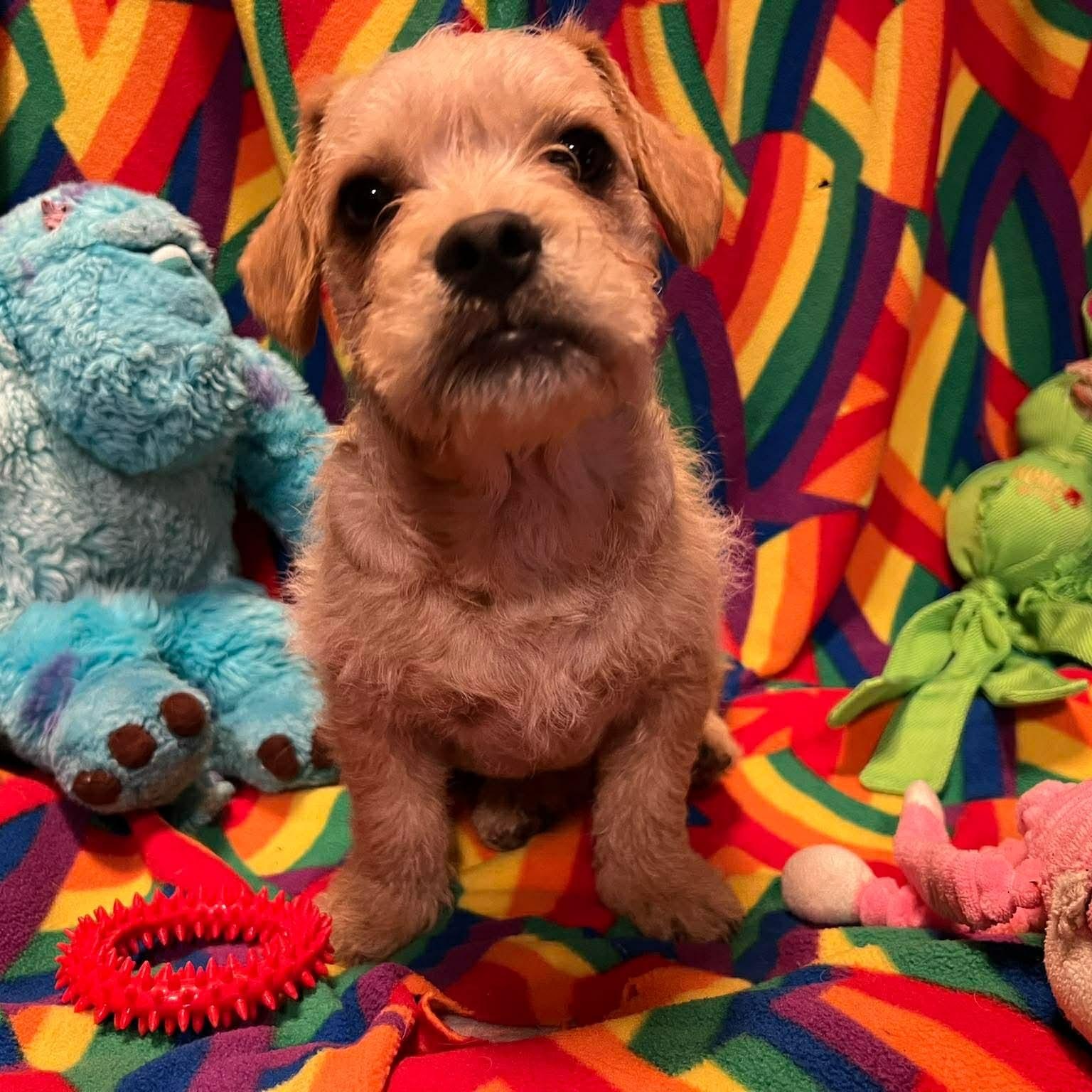 Ronnie , ADOPTABLE, Puppy Male Poodle & French Bulldog.