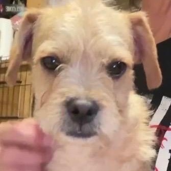 Enlarge Ronnie , a ADOPTABLE mixed breed in Yreka, CA image 2/5