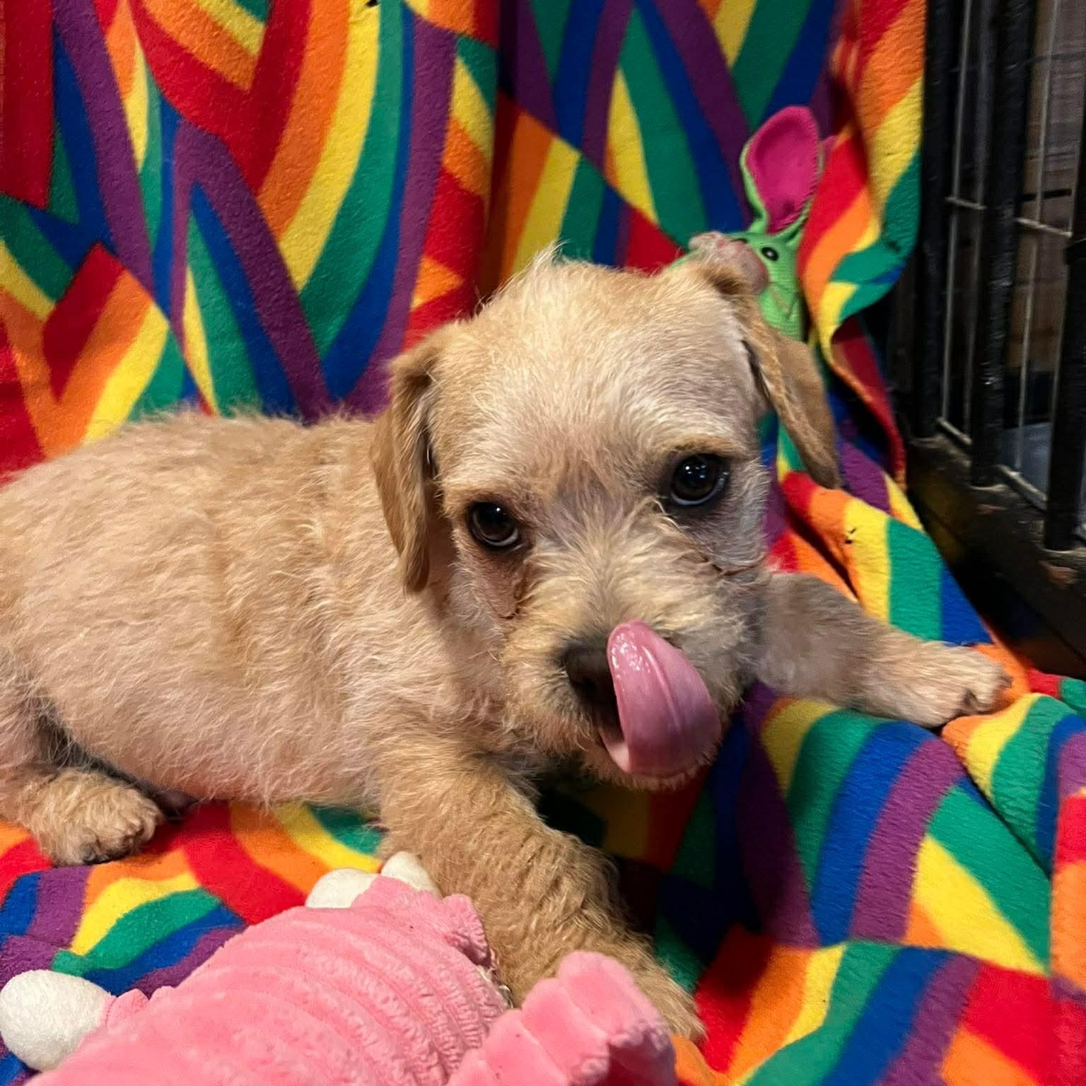 Enlarge Ronnie , a ADOPTABLE mixed breed in Yreka, CA image 4/5