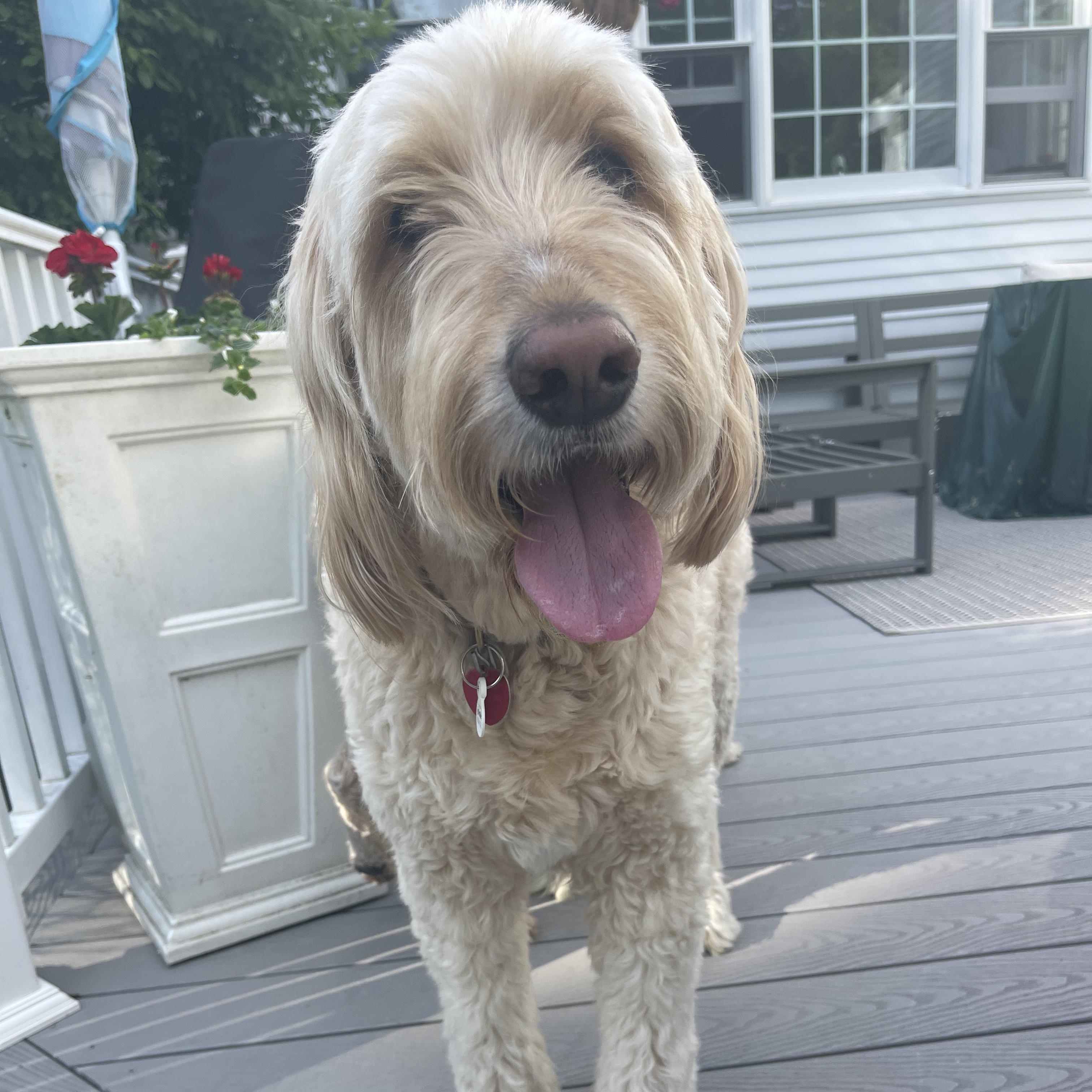 Enlarge SAMMIE-MAINE, an adopted Goldendoodle in Kennebunk, ME image 1/6