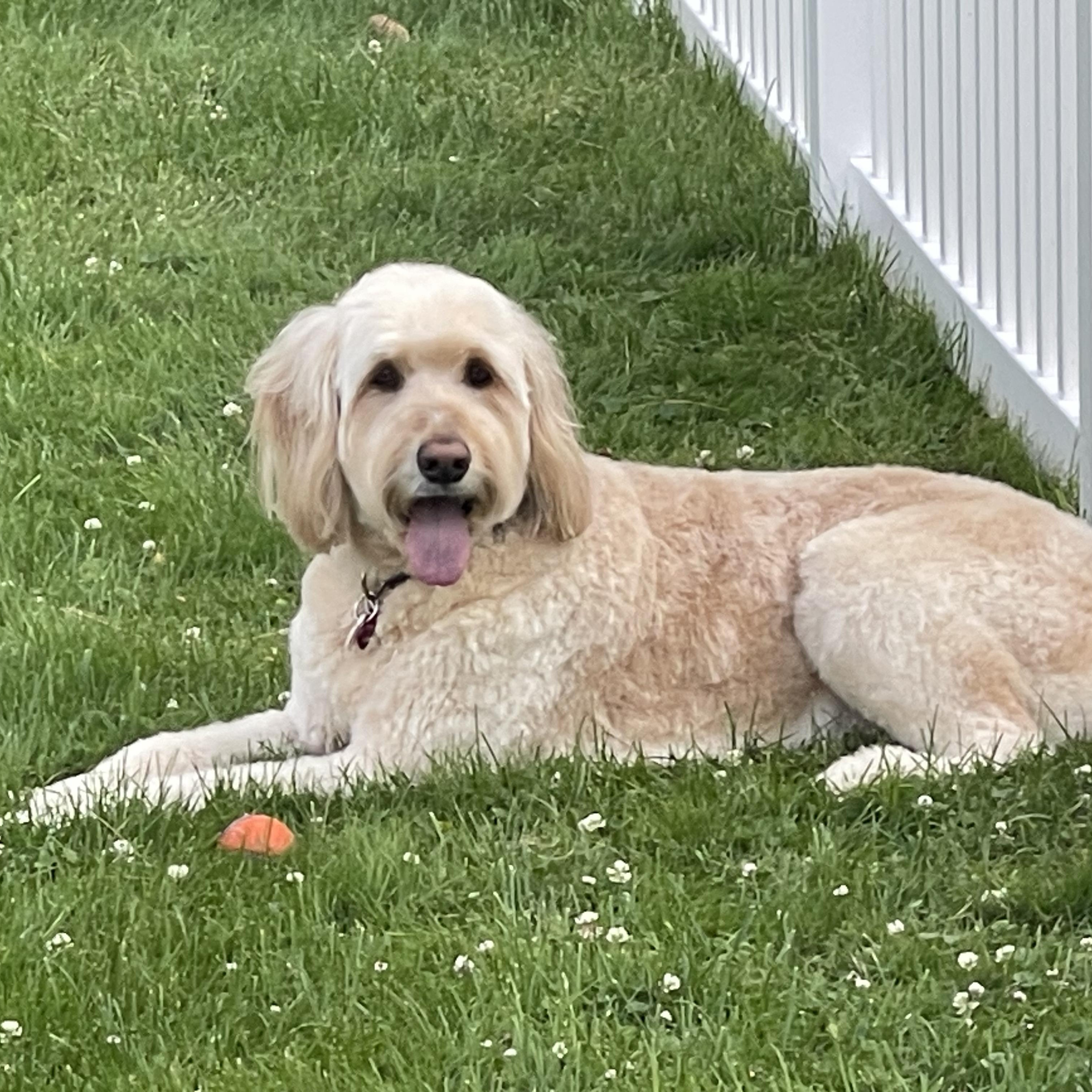 Enlarge SAMMIE-MAINE, an adopted Goldendoodle in Kennebunk, ME image 4/6