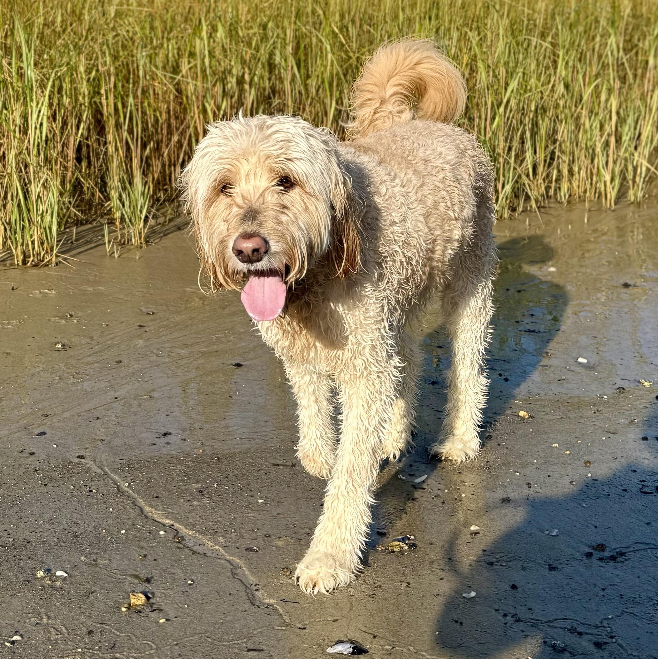 Enlarge SAMMIE-MAINE, an adopted Goldendoodle in Kennebunk, ME image 3/6