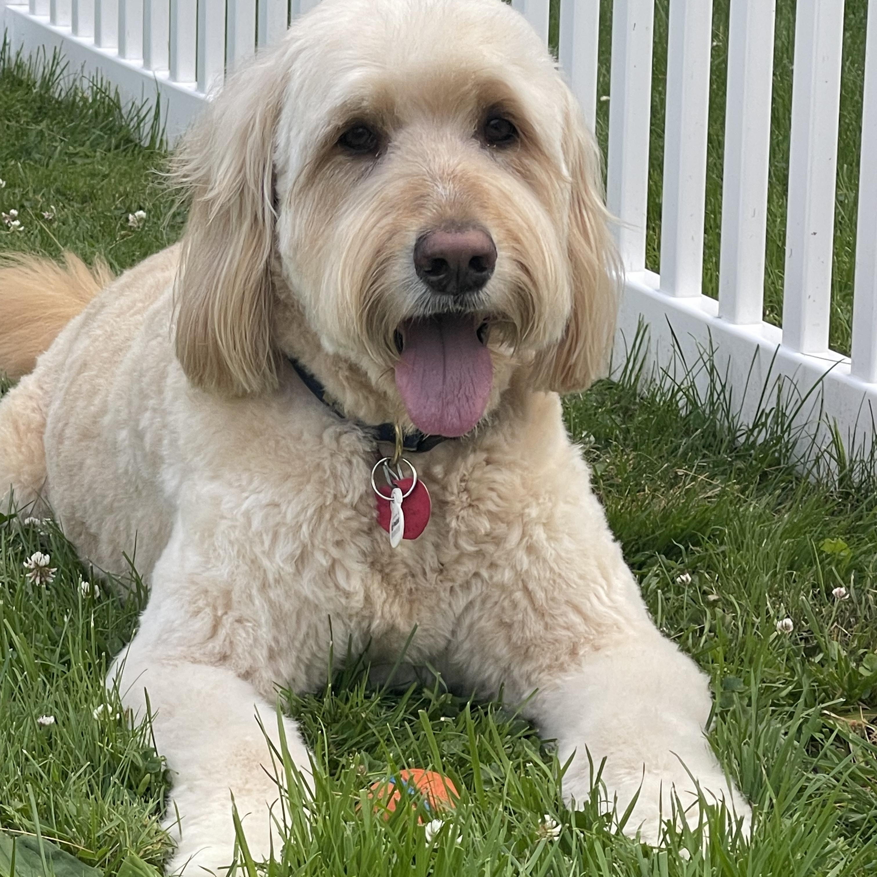 Enlarge SAMMIE-MAINE, an adopted Goldendoodle in Kennebunk, ME image 5/6
