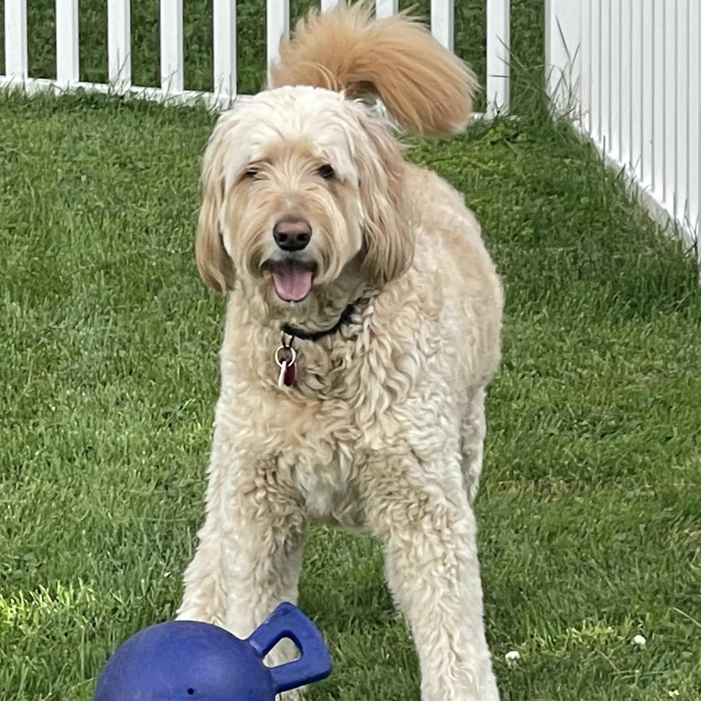 Enlarge SAMMIE-MAINE, an adopted Goldendoodle in Kennebunk, ME image 2/6