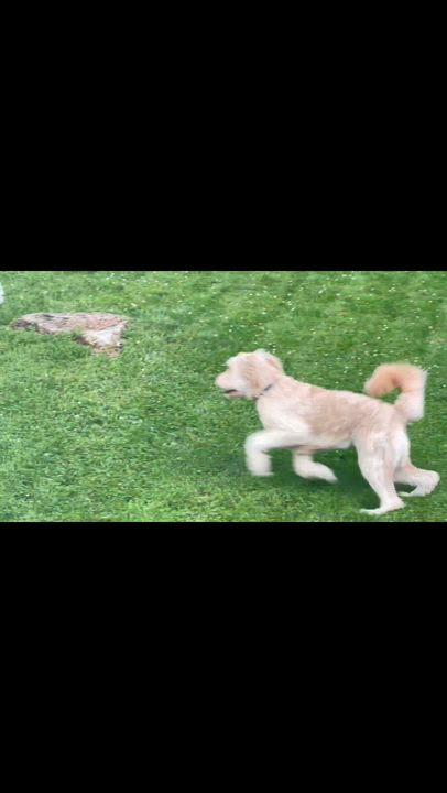 Enlarge SAMMIE-MAINE, an adopted Goldendoodle in Kennebunk, ME video 6/6