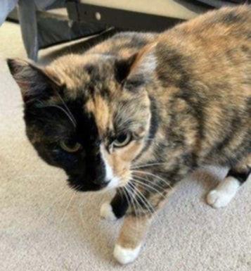 Enlarge Callie, a Adopted Domestic Short Hair in Crystal, MN image 1/1