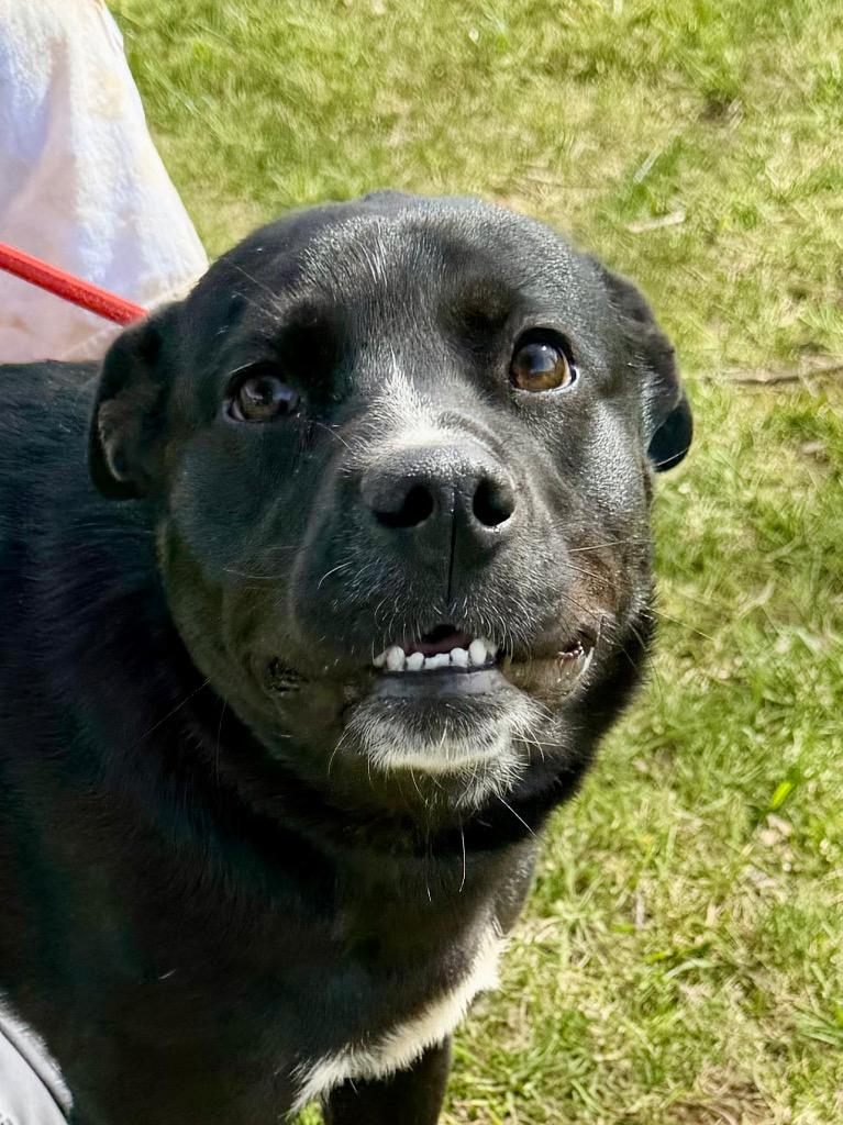 Enlarge Lansing, a Adoptable mixed breed in Burnsville, NC image 1/6