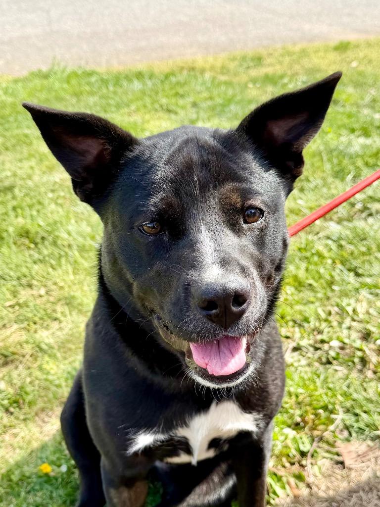 Enlarge Lansing, a Adoptable mixed breed in Burnsville, NC image 2/6
