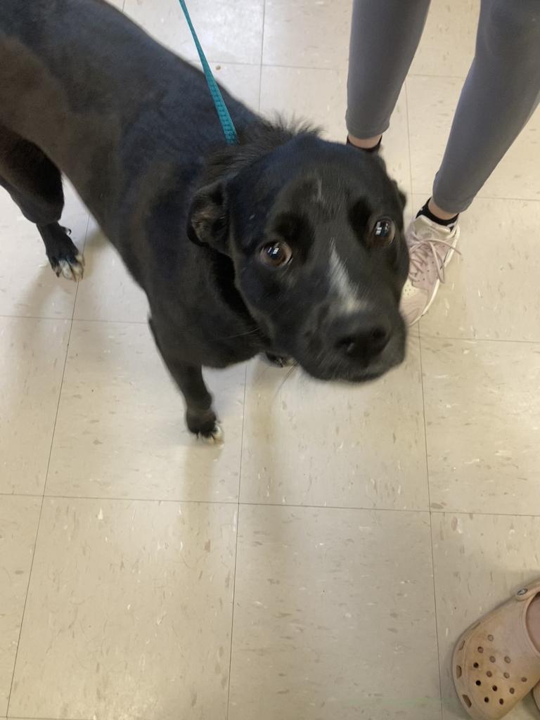 Enlarge Lansing, a Adoptable mixed breed in Burnsville, NC image 1/3