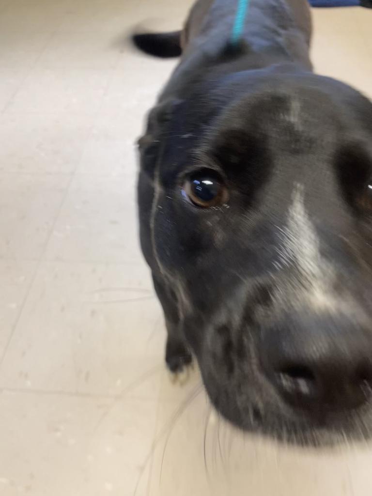 Enlarge Lansing, a Adoptable mixed breed in Burnsville, NC image 2/3