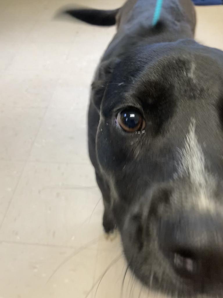 Enlarge Lansing, a Adoptable mixed breed in Burnsville, NC image 3/3