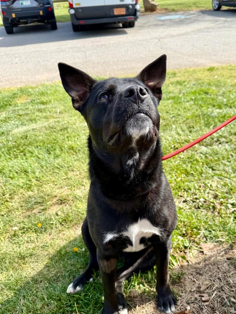 Enlarge Lansing, a Adoptable mixed breed in Burnsville, NC image 6/6