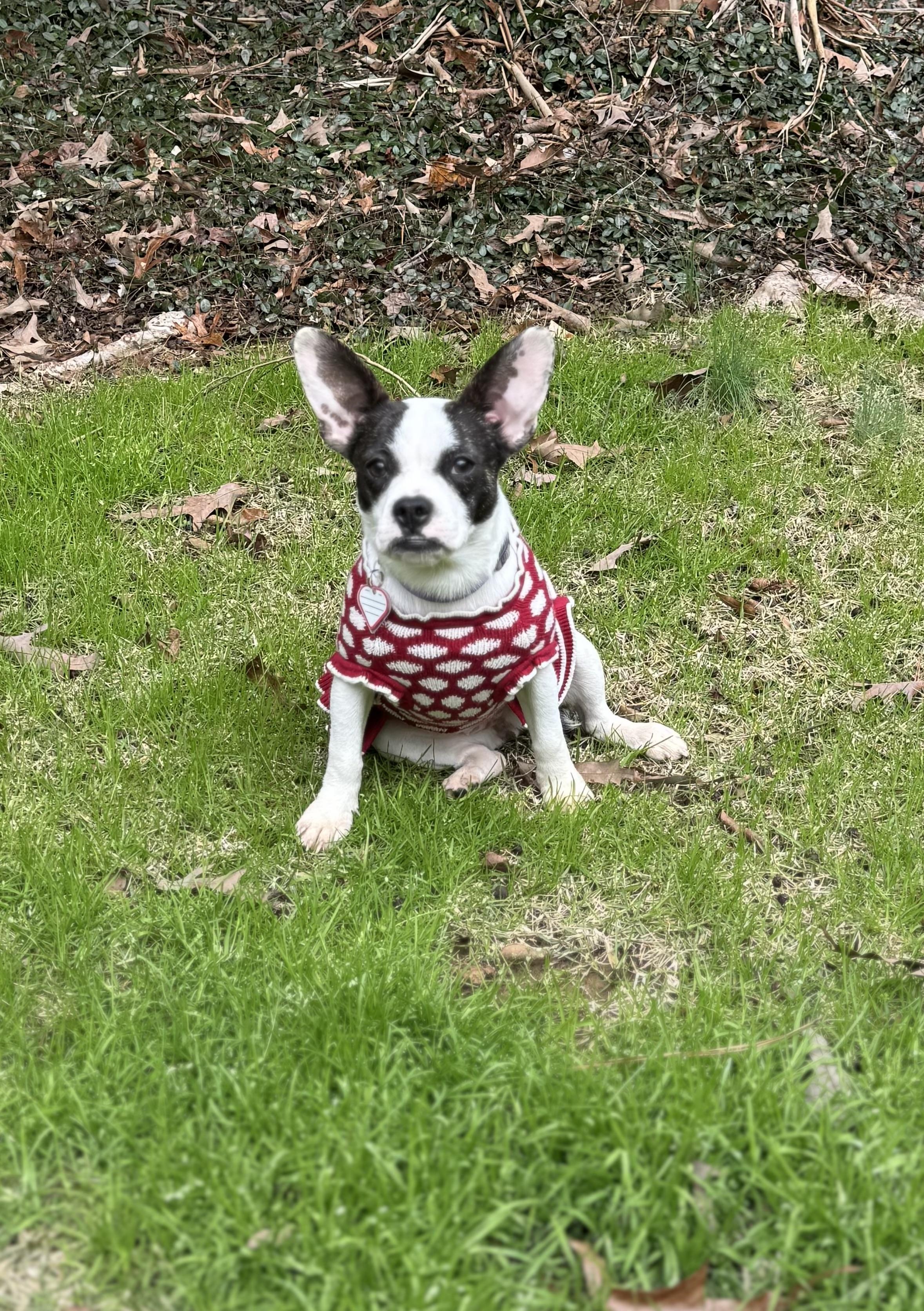 Daisy - Adopted, adopted, Adult Female French Bulldog & Terrier.