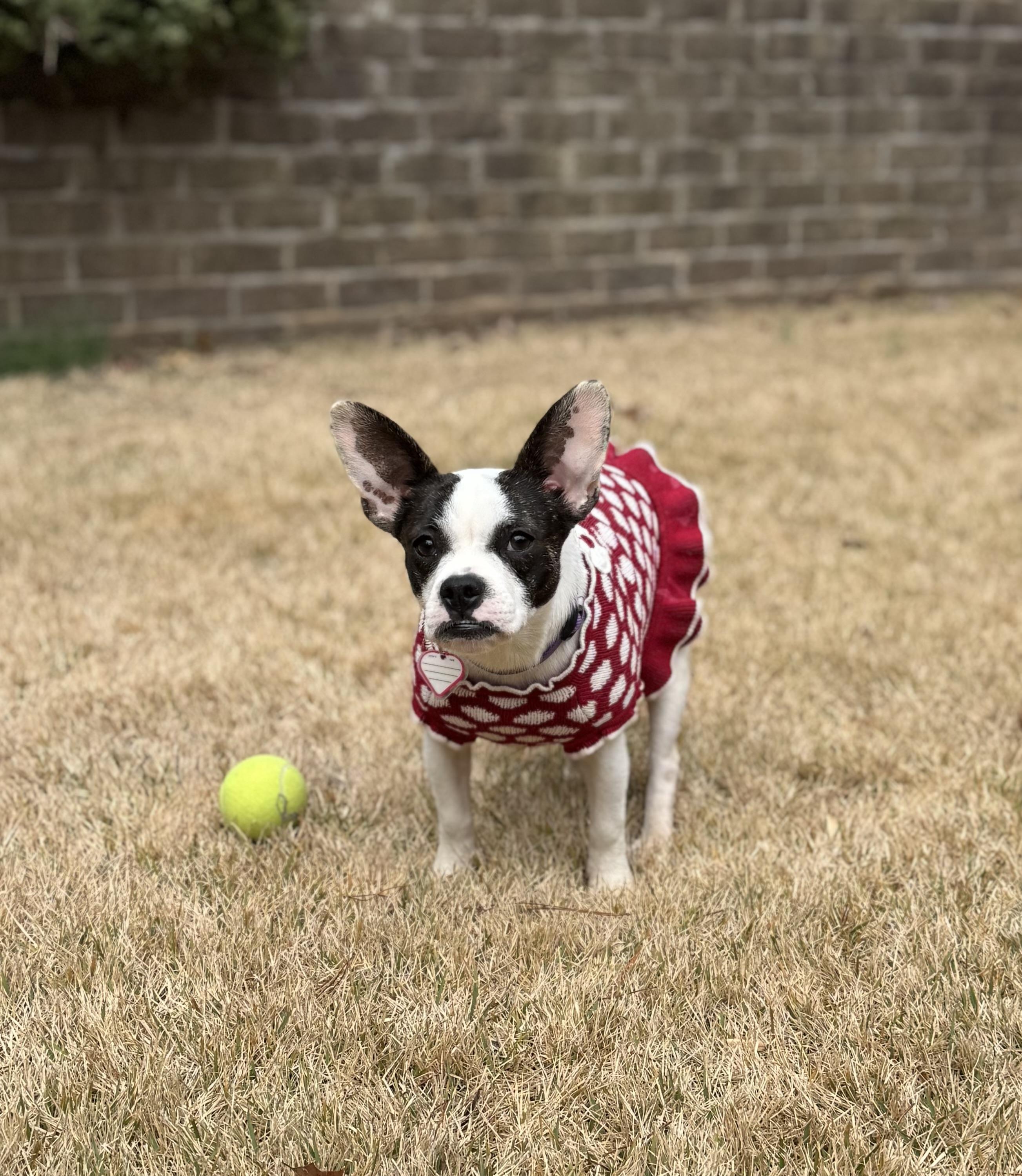 Enlarge Daisy - Adopted, an adopted mixed breed in East Providence, RI image 3/4