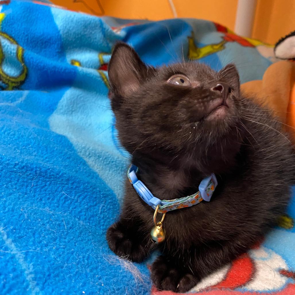 Enlarge WILL, a ADOPTABLE Domestic Medium Hair in Joshua Tree, CA image 1/1