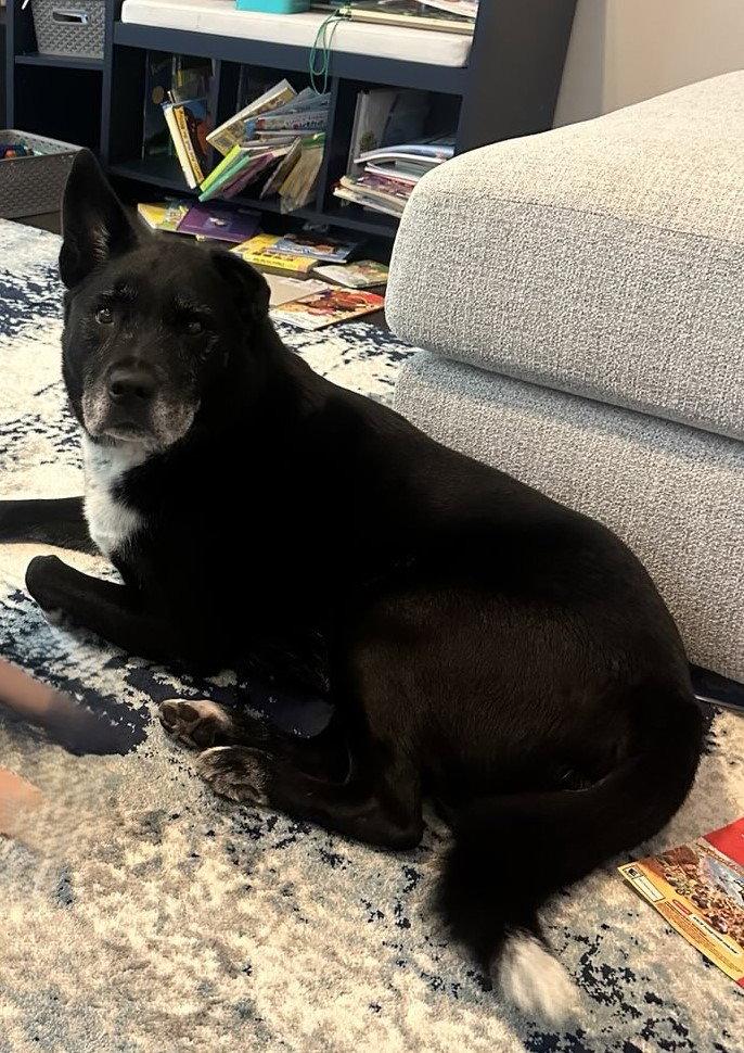 Kristoff, Adoptable, Senior Male Labrador Retriever & Shepherd.