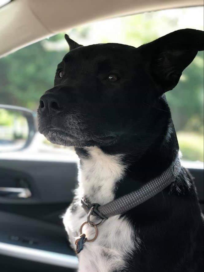 Enlarge Kristoff, a Adoptable mixed breed in Locust Grove, GA image 2/3